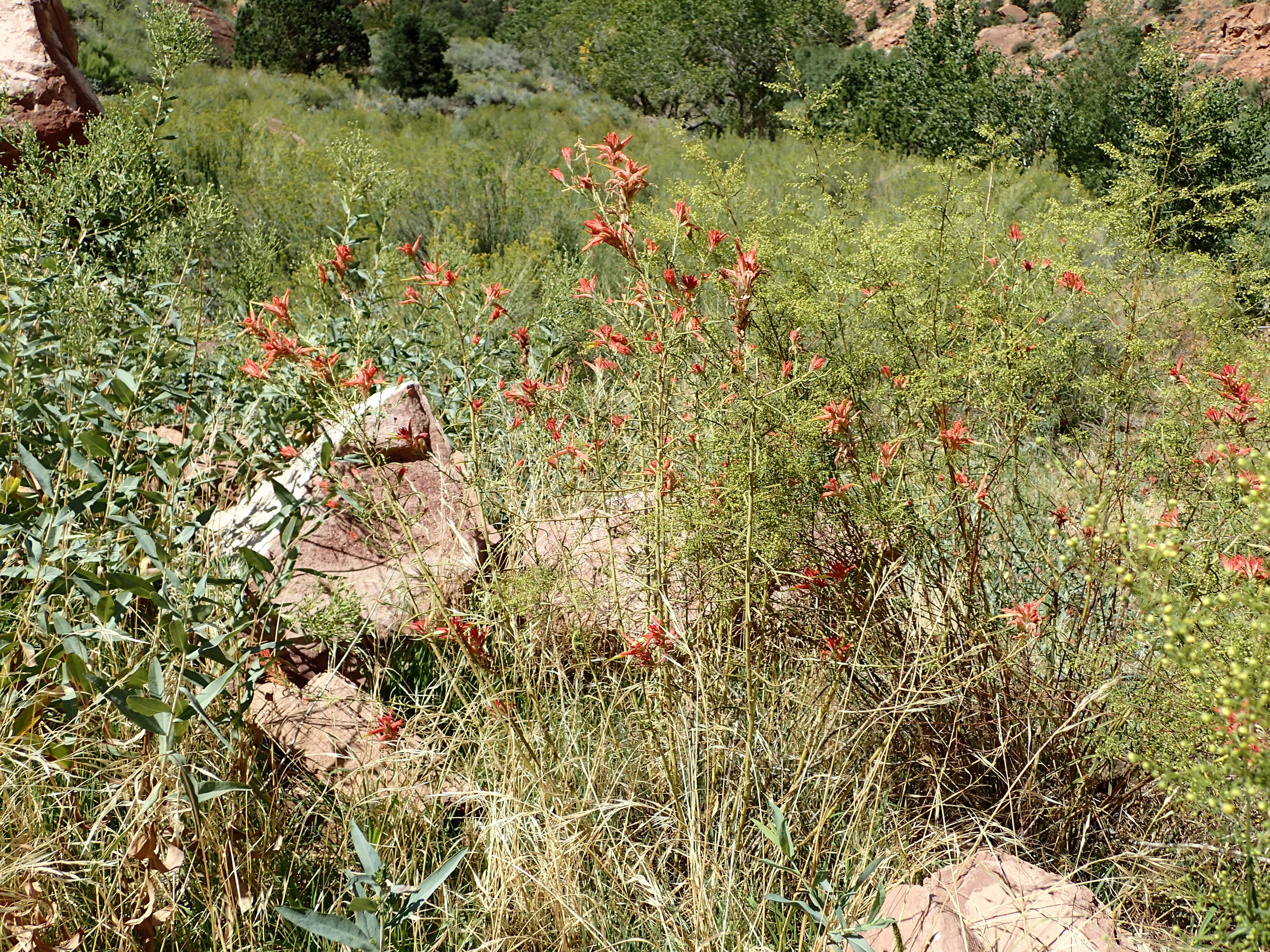 Wyoming Paintbrush