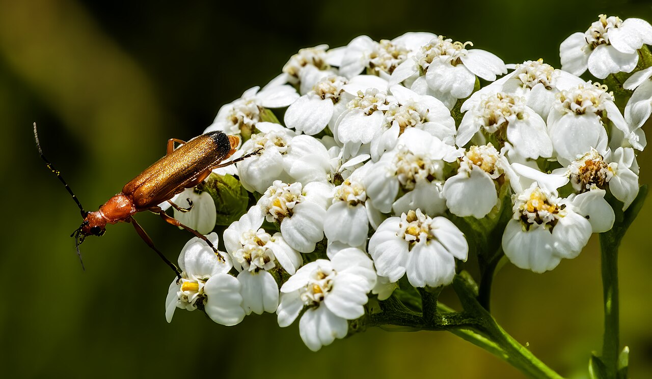 Yarrow — photo 2