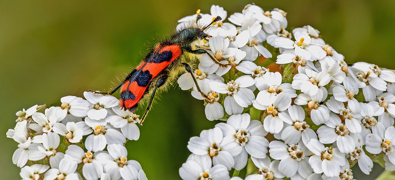 Yarrow — photo 3