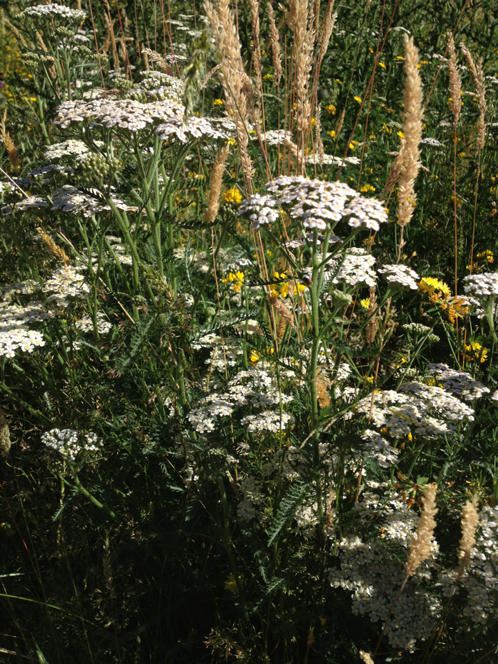 Yarrow — photo 1