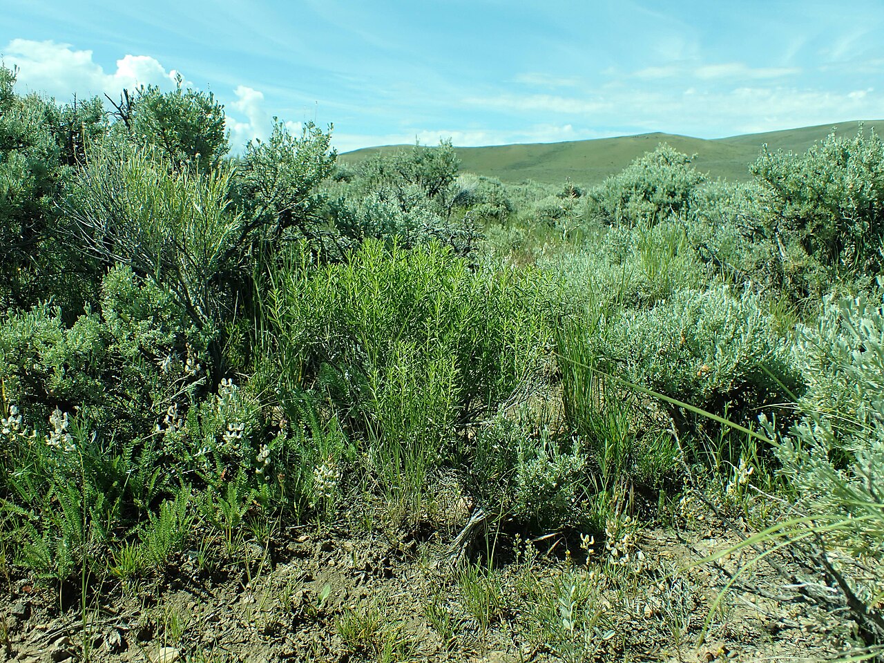 Yellow Rabbitbrush — photo 2