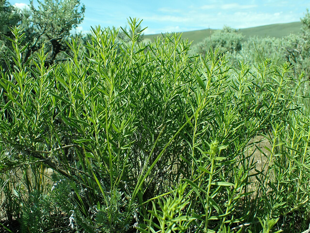 Yellow Rabbitbrush — photo 3