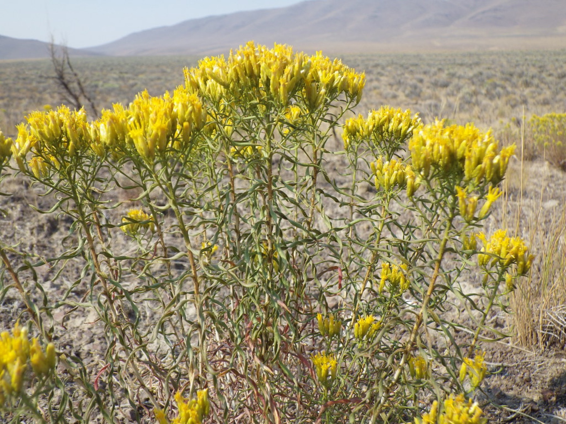 Yellow Rabbitbrush — photo 1