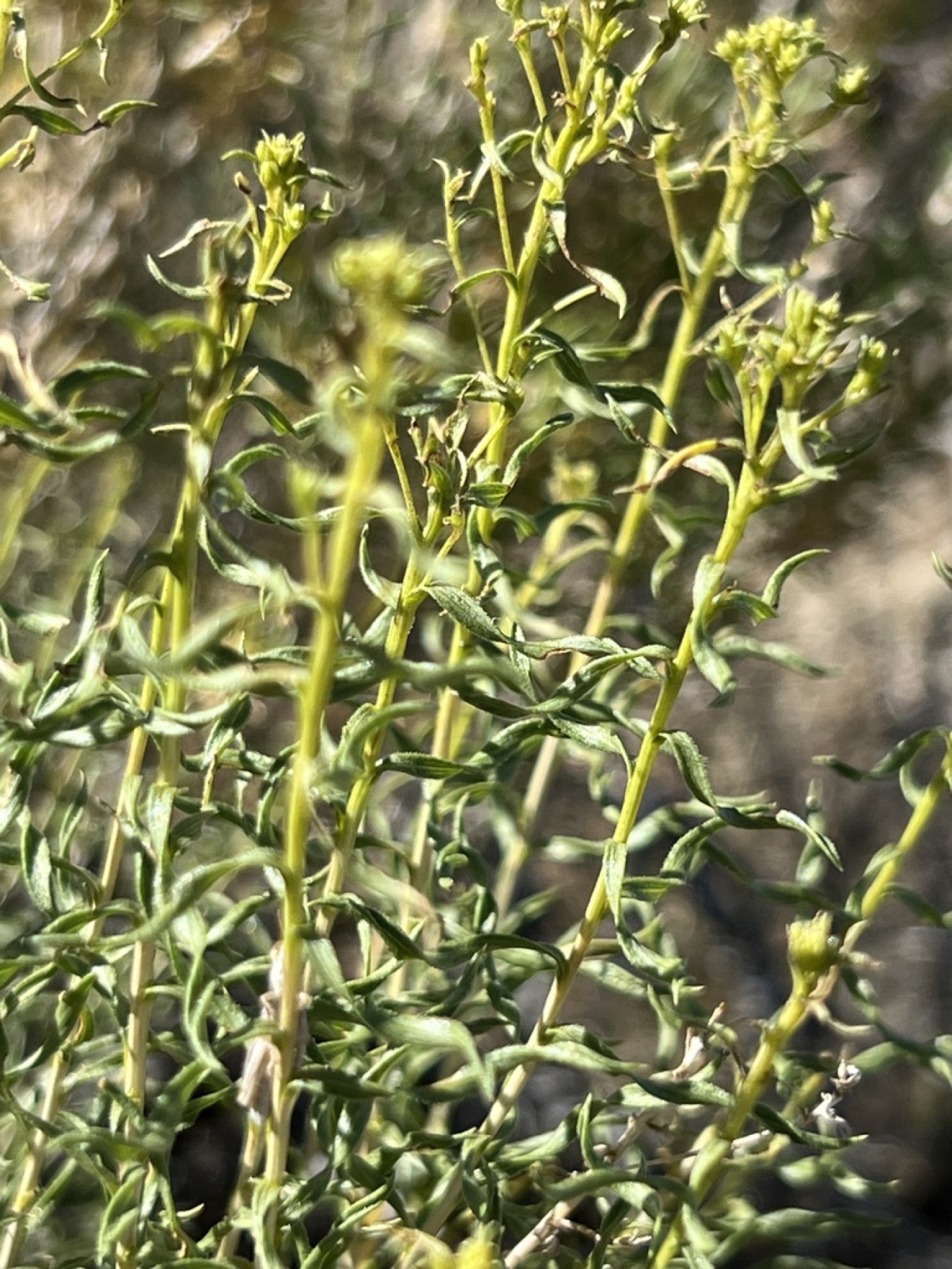 Yellow Rabbitbrush — photo 2