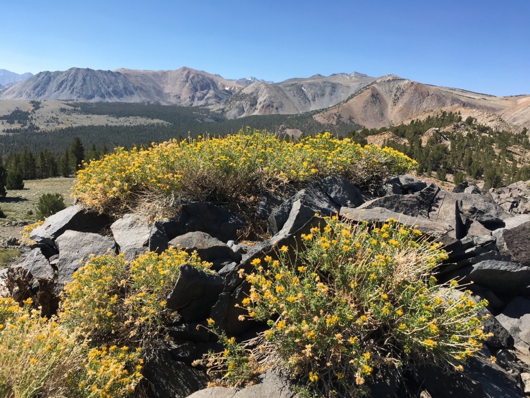 Yellow Rabbitbrush — photo 3