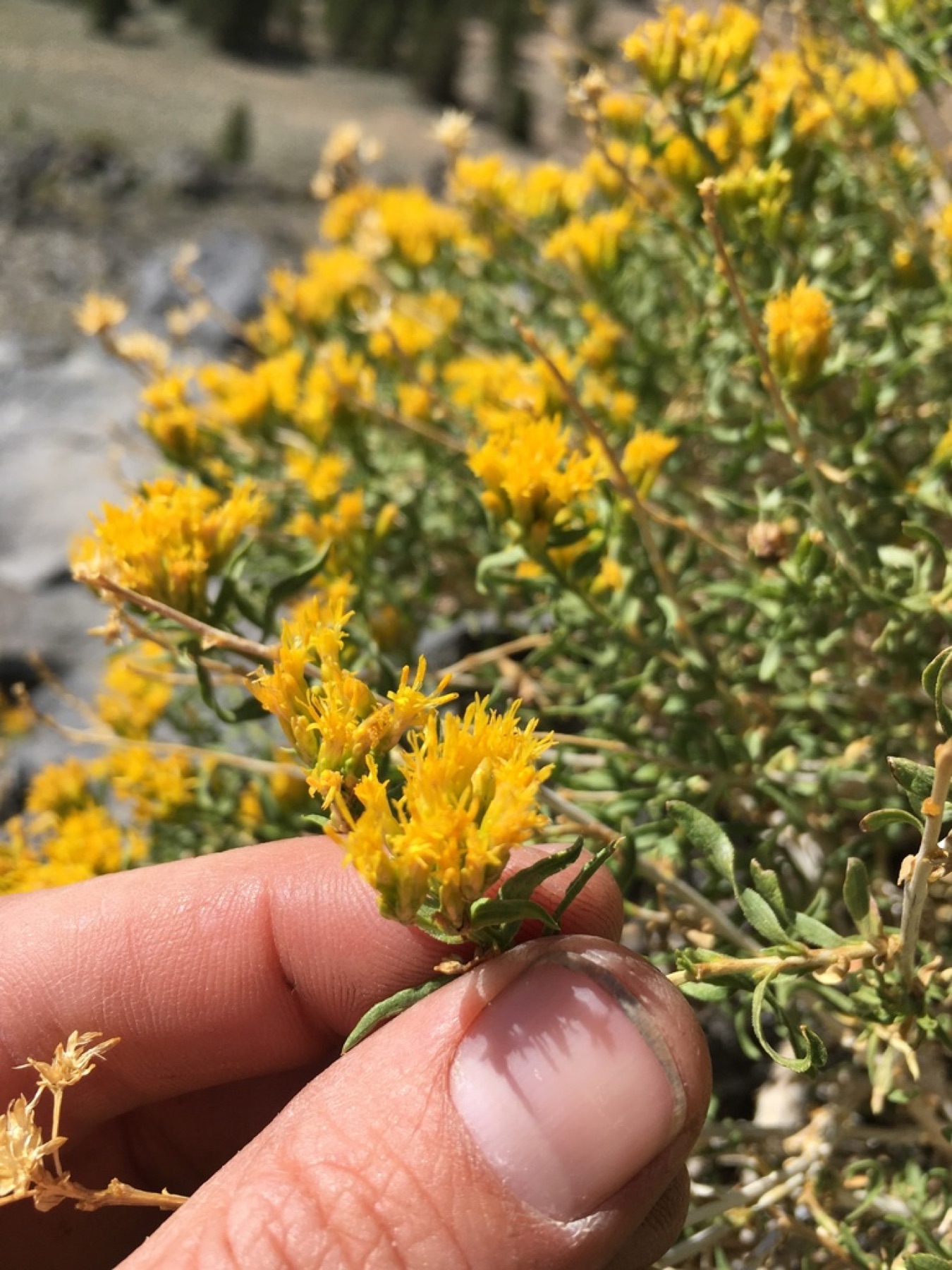 Yellow Rabbitbrush — photo 4