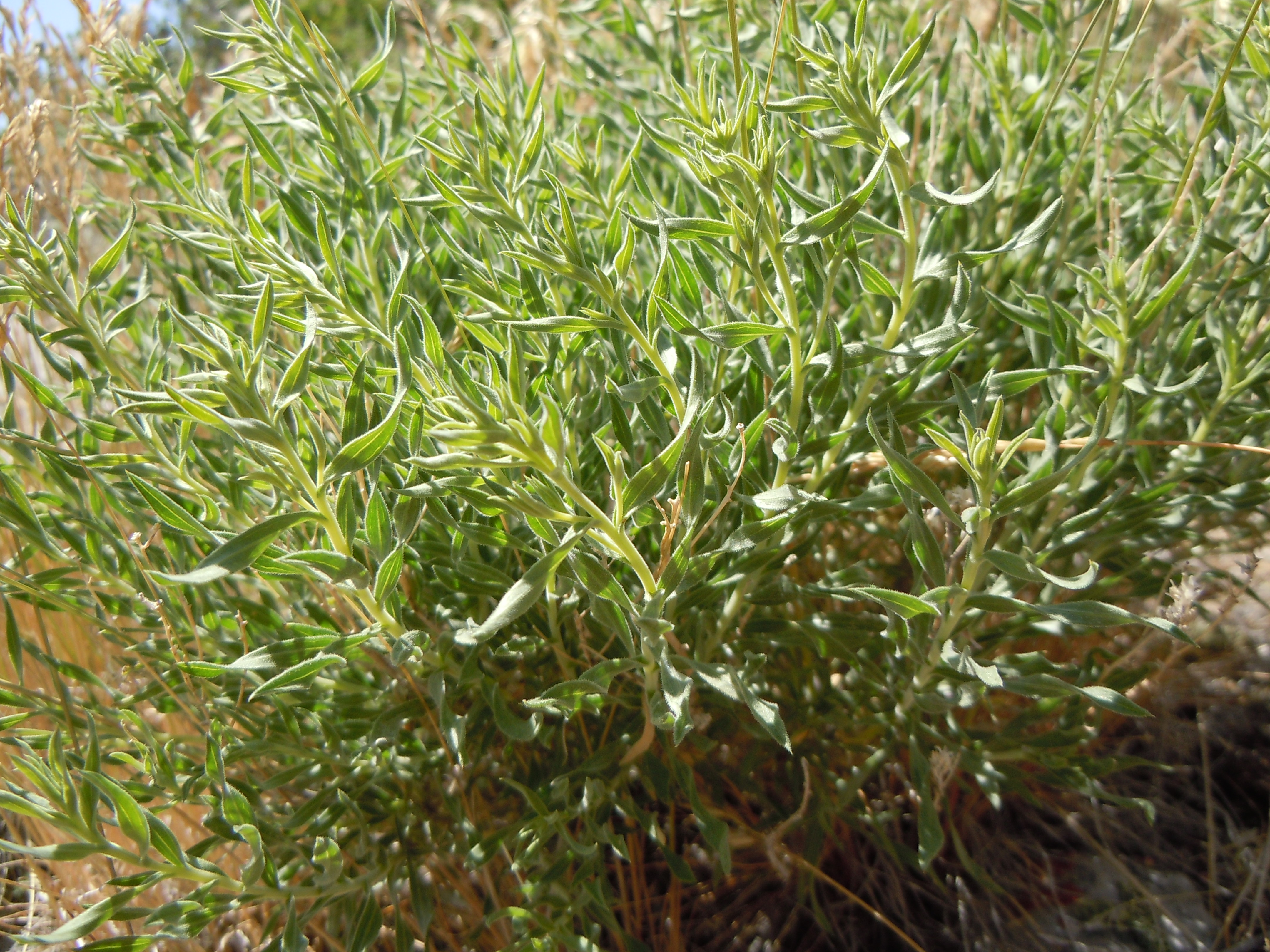 Yellow Rabbitbrush