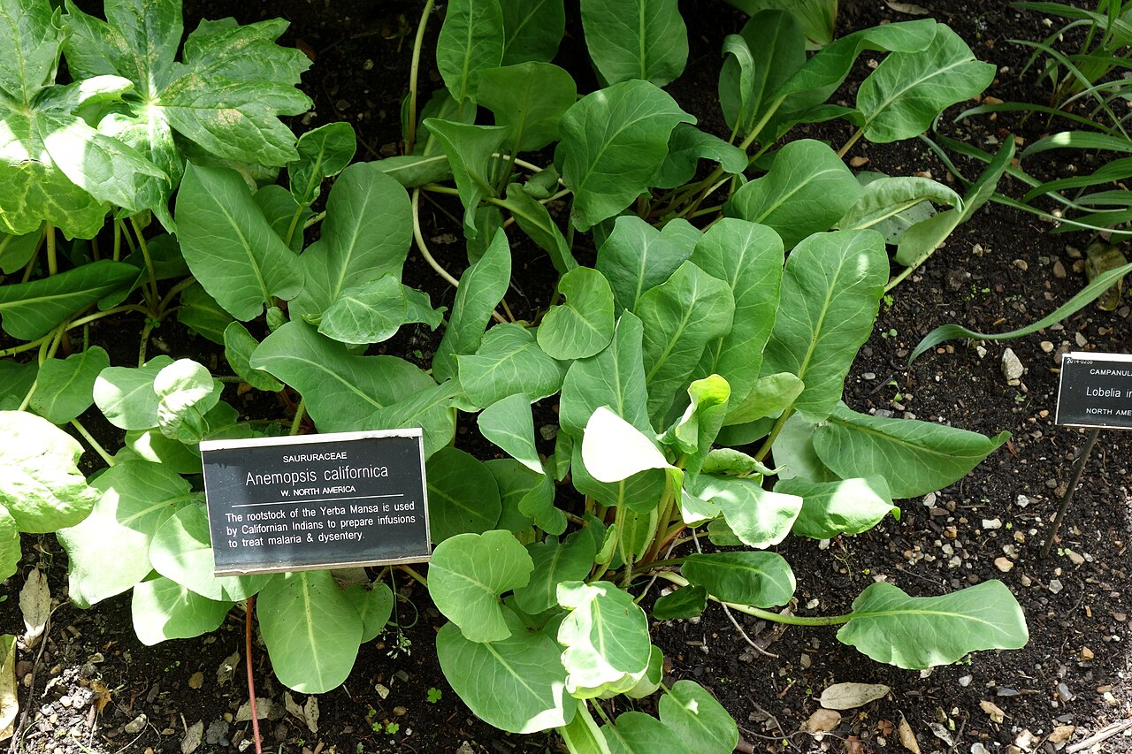 Yerba Mansa — photo 2