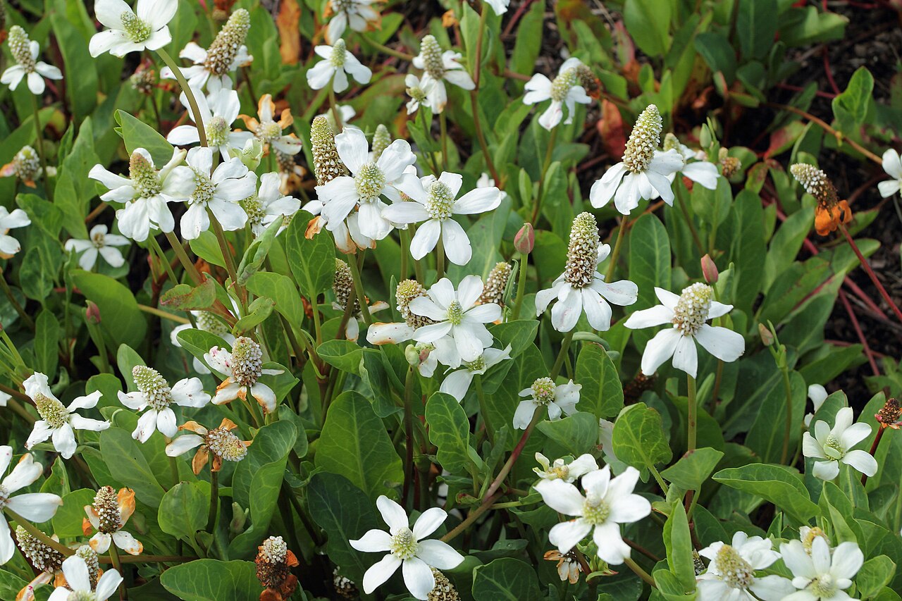 Yerba Mansa — photo 3