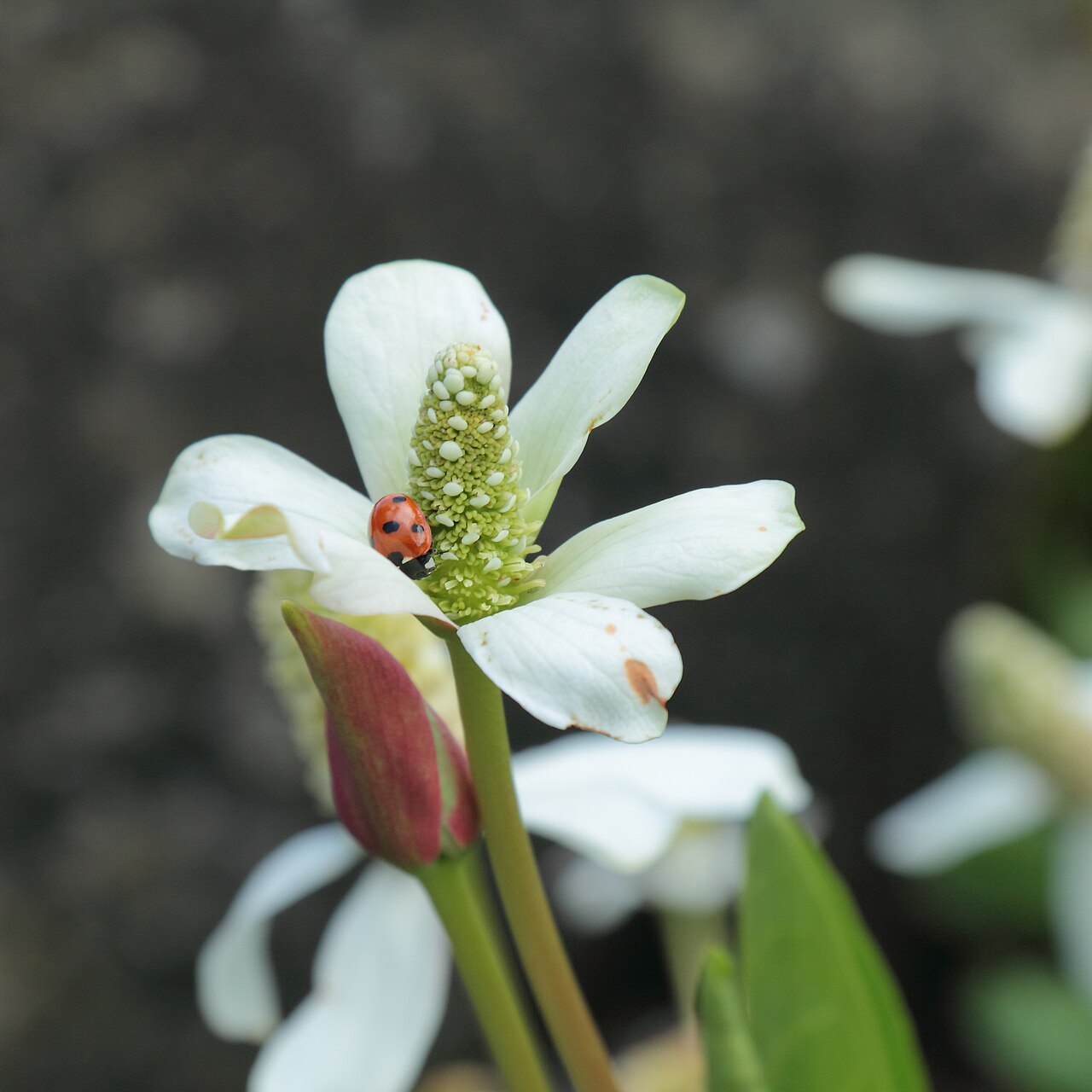 Yerba Mansa — photo 4