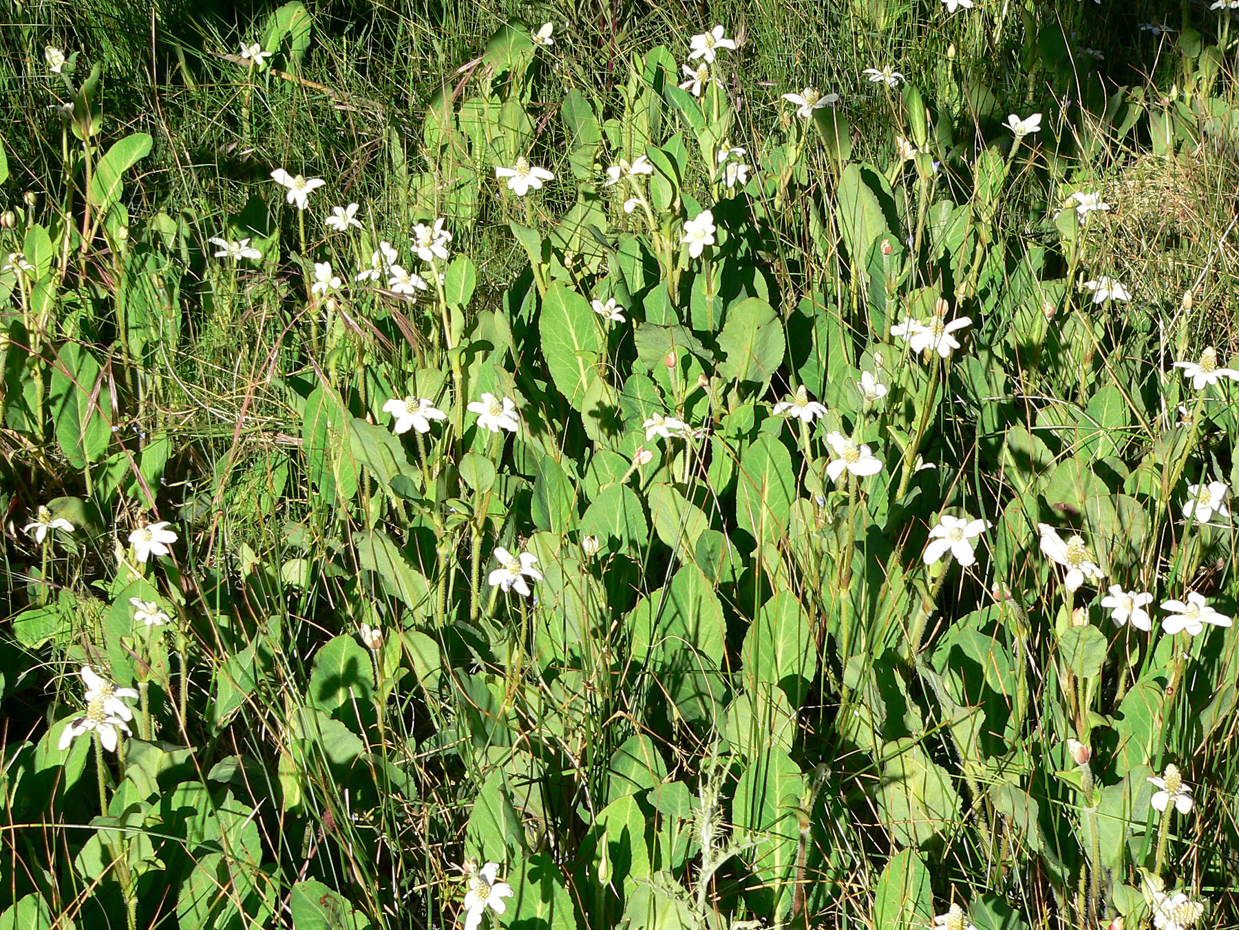 Yerba Mansa