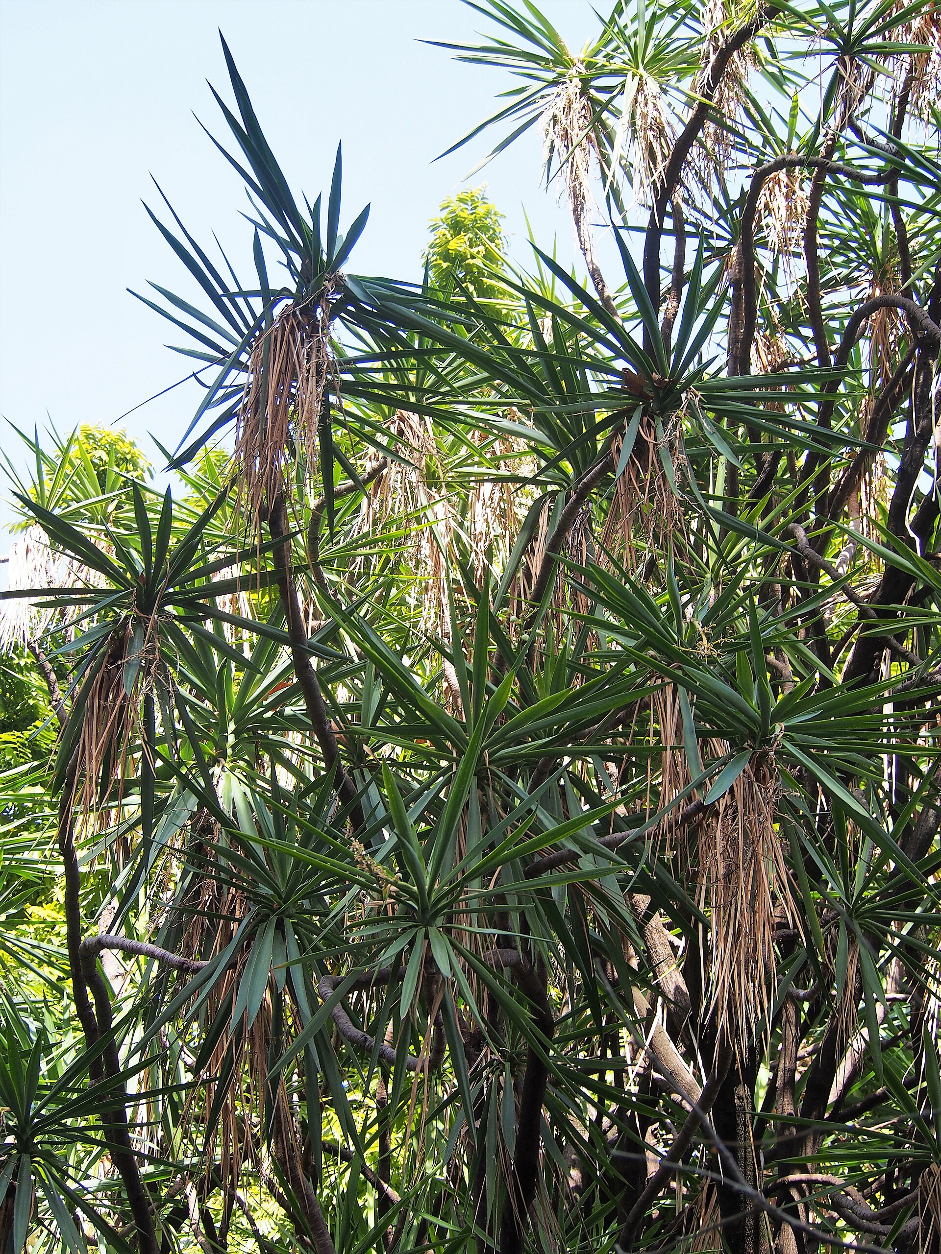 Yucca Cane — photo 2