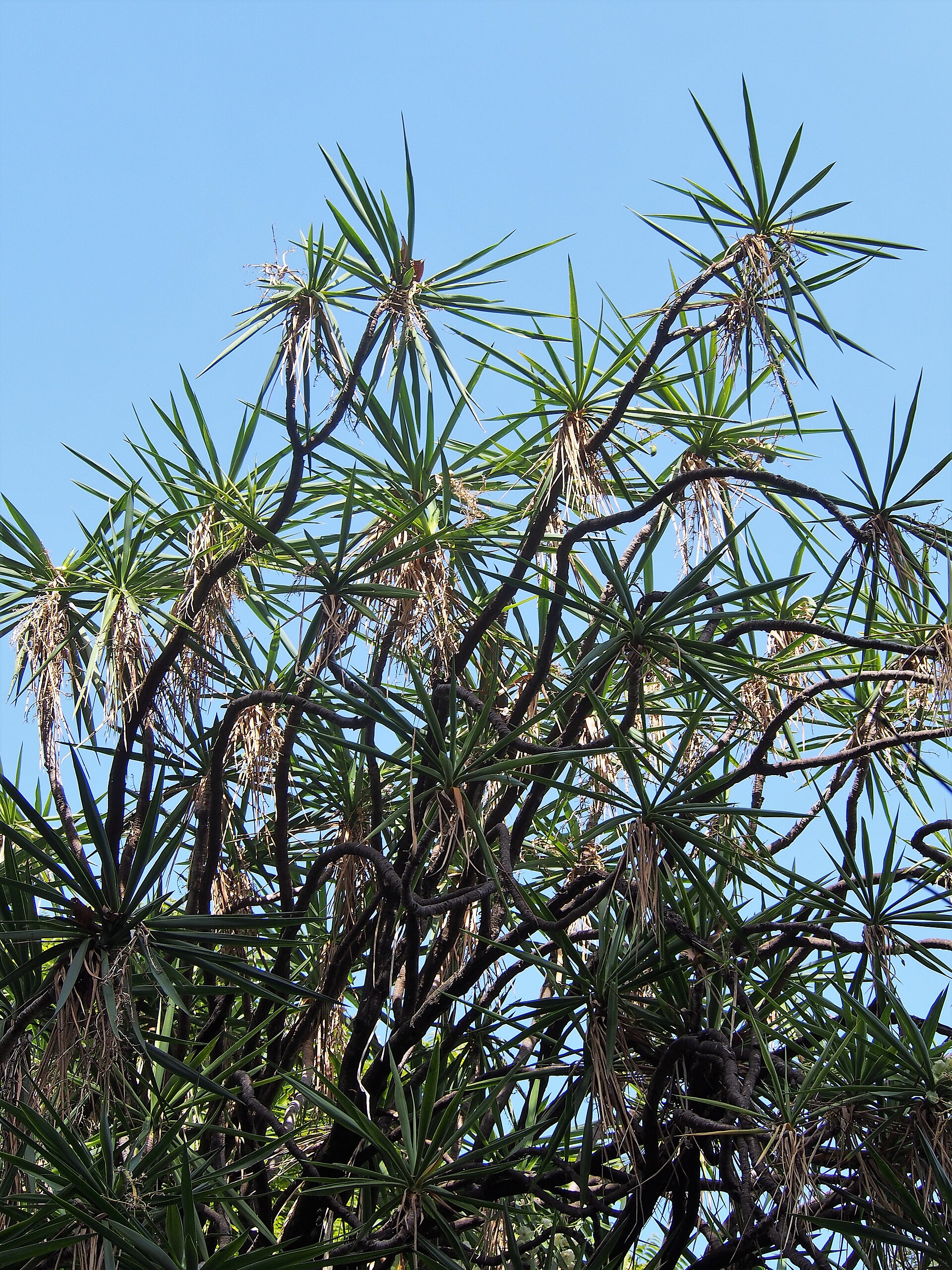 Yucca Cane — photo 3
