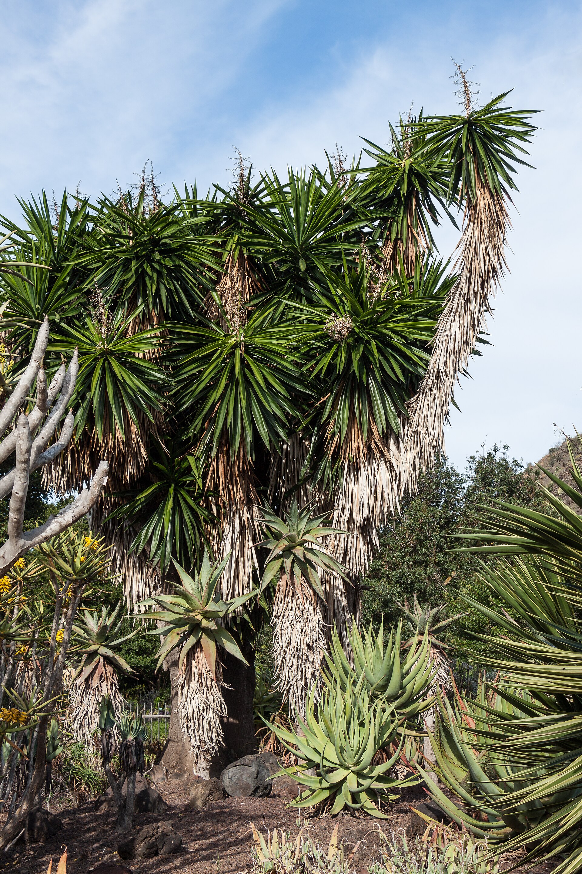 Yucca Cane — photo 4