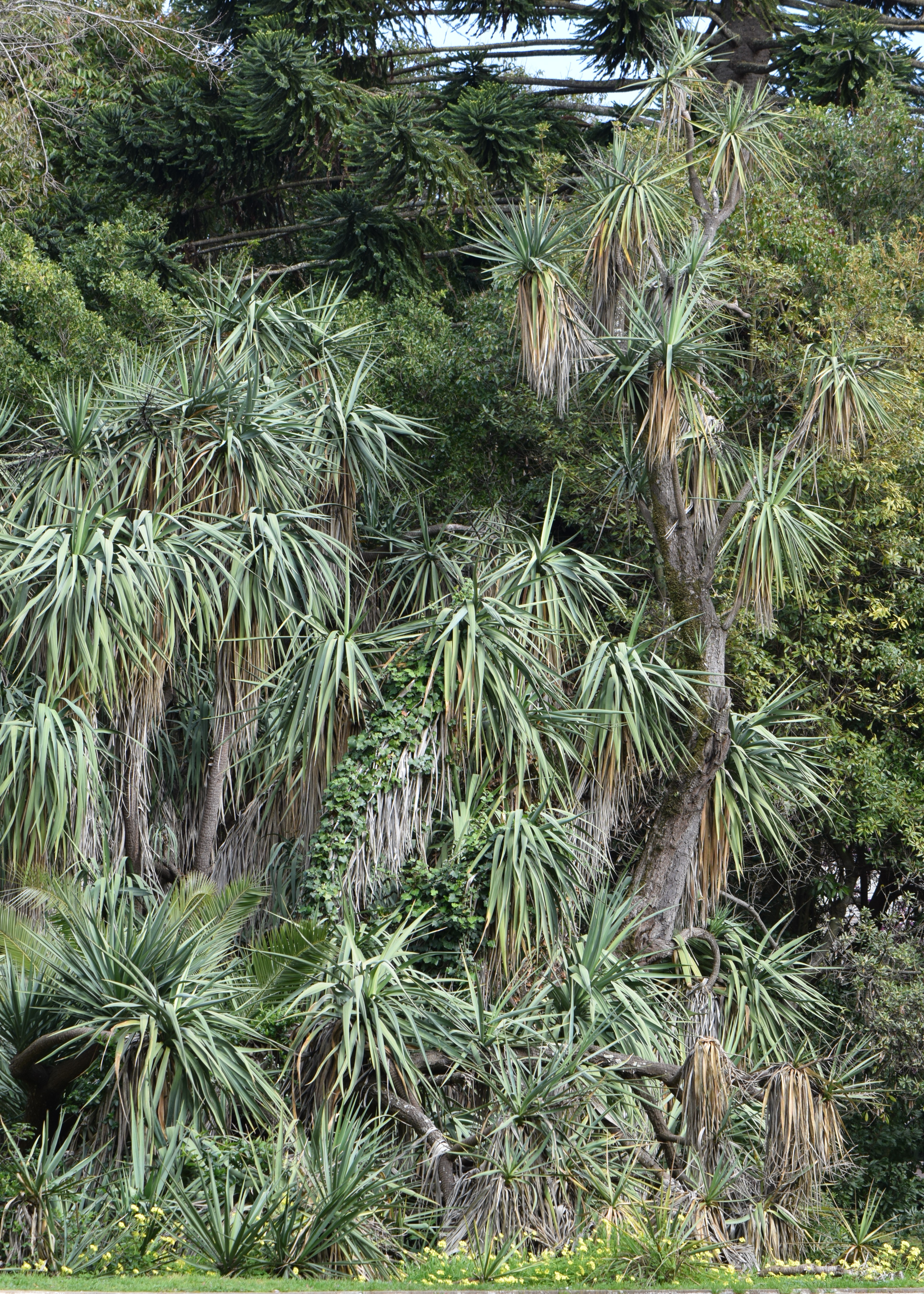 Yucca Cane — photo 1