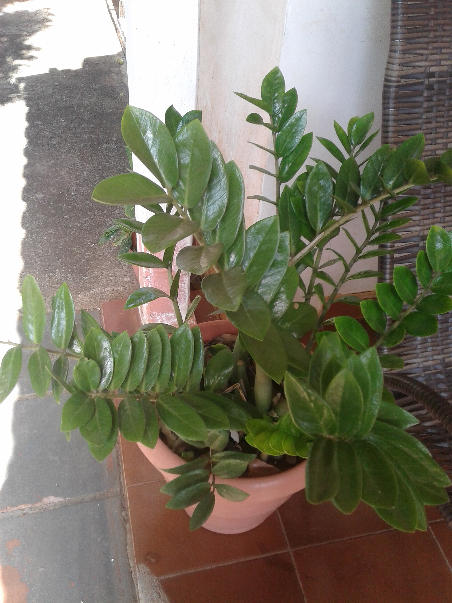 ZZ Plant — photo 2