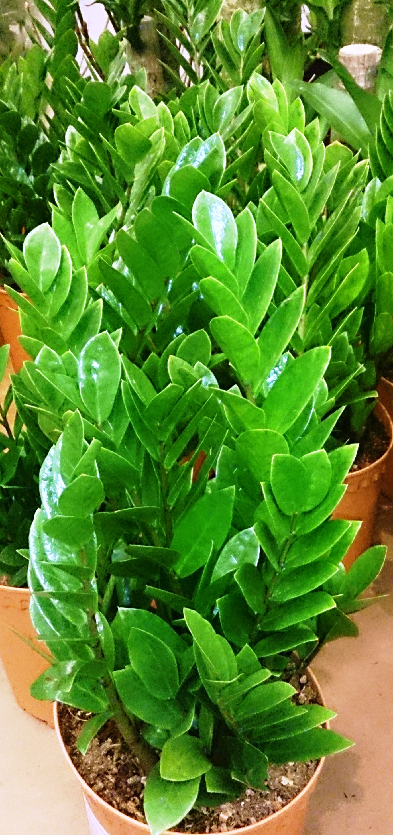 ZZ Plant — photo 3
