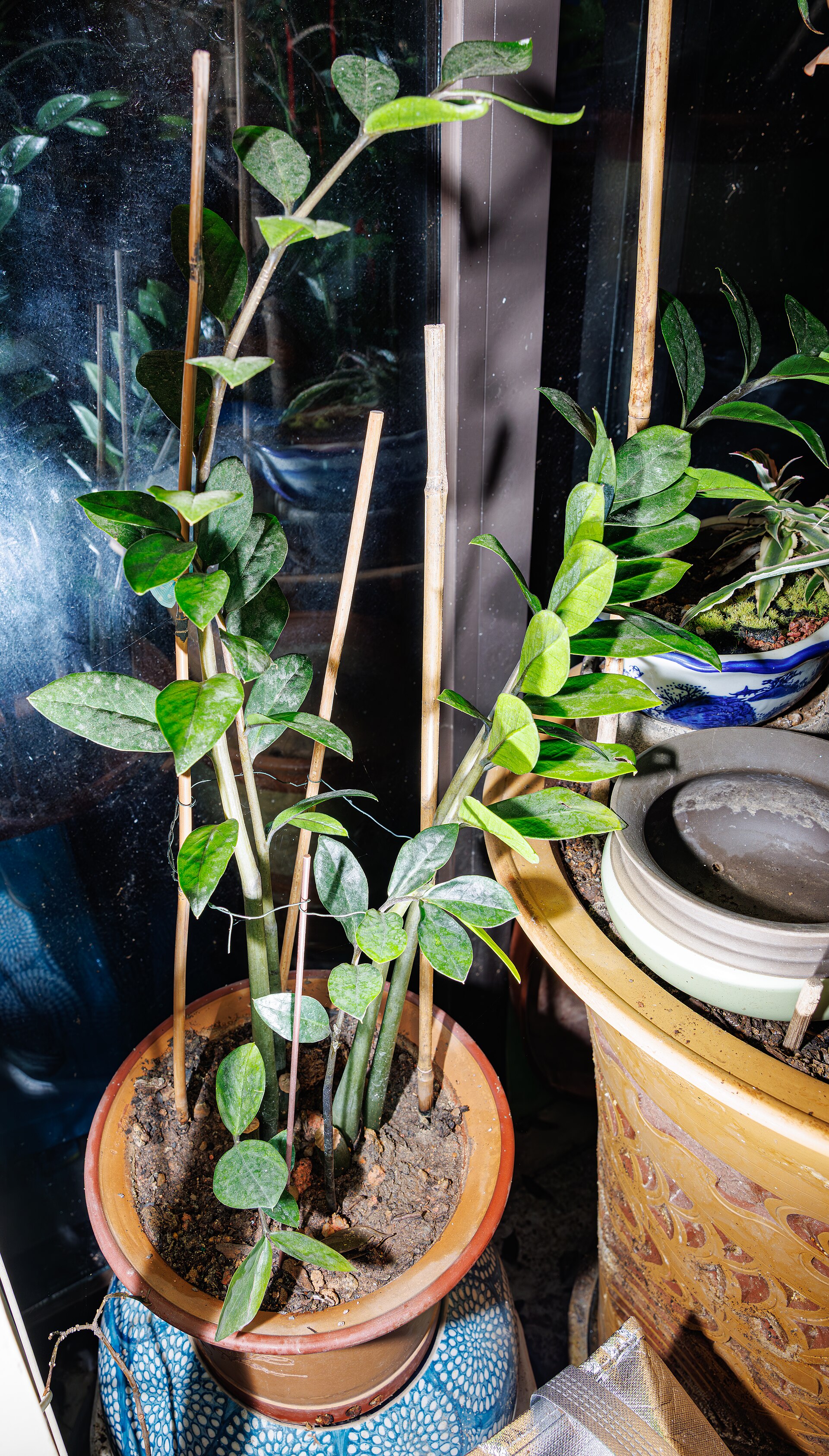 ZZ Plant — photo 4