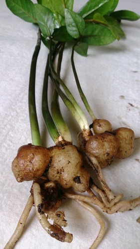 ZZ Plant — photo 1